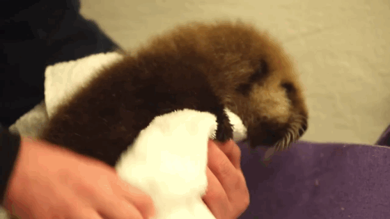 This Baby Otter Learning To Swim Is The Cutest Video Youll See